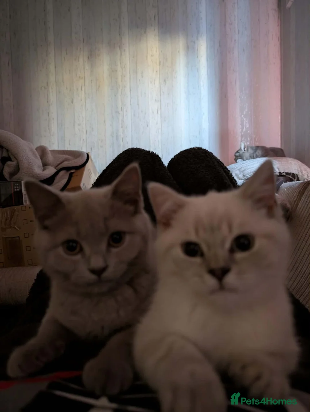 British Shorthair cats for sale: British Shorthair ready now!  - Advert 2