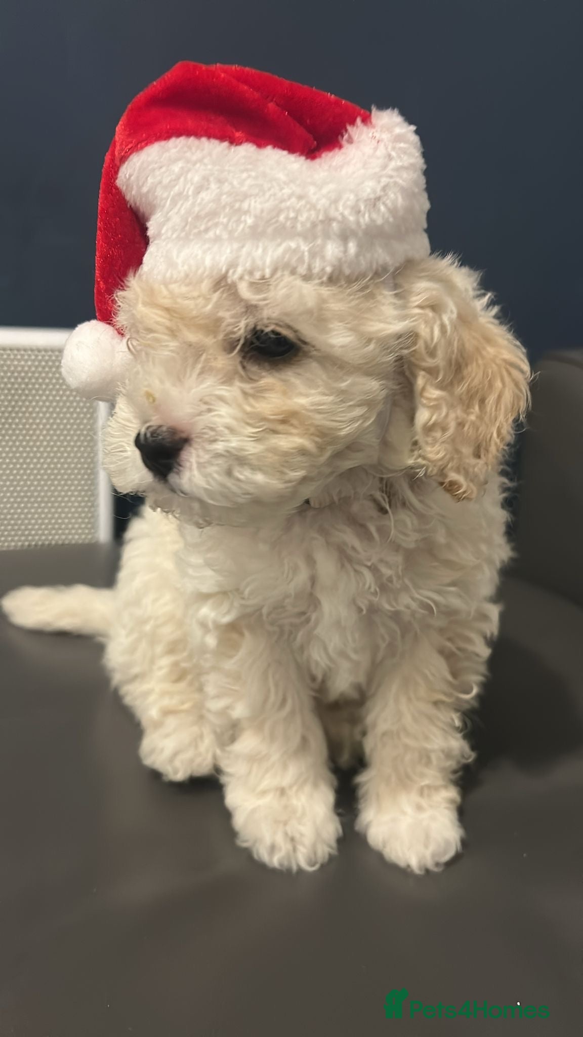 Cavapoochon dogs Adorable Cavapoochon puppy left ready to go now  - Advert 1