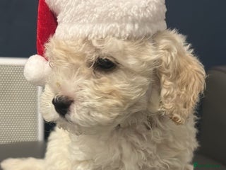 Cavapoochon dogs Adorable Cavapoochon puppy left ready to go now - Advert 2