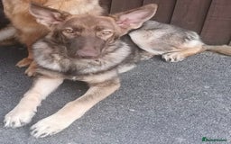 German Shepherd dogs for sale: Blue sable German shepherd  - Image 2