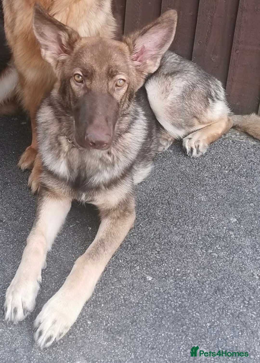 German Shepherd dogs for sale: Blue sable German shepherd  - Image 2