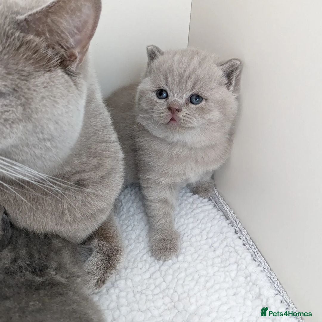 British Shorthair cats for sale: GCCF REGISTERED BRITISH SHORTHAIR KITTENS  - Image 1