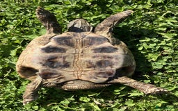 Hermann Tortoise reptiles for sale: 19 year old Hermann Tortoise called Victor - Image 4