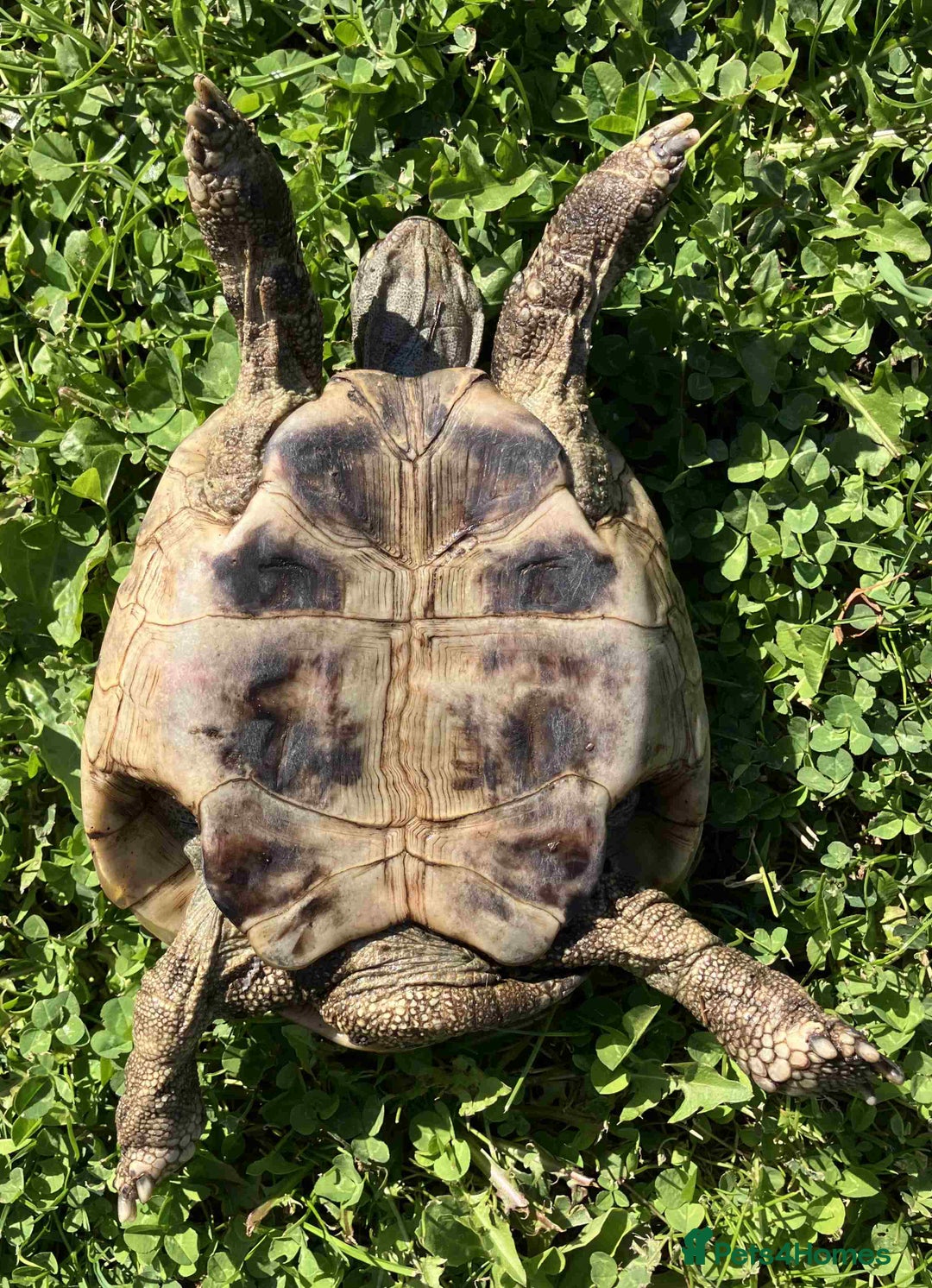 Hermann Tortoise reptiles for sale: 19 year old Hermann Tortoise called Victor - Image 4