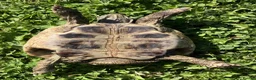 Hermann Tortoise reptiles for sale: 19 year old Hermann Tortoise called Victor - Advert 4