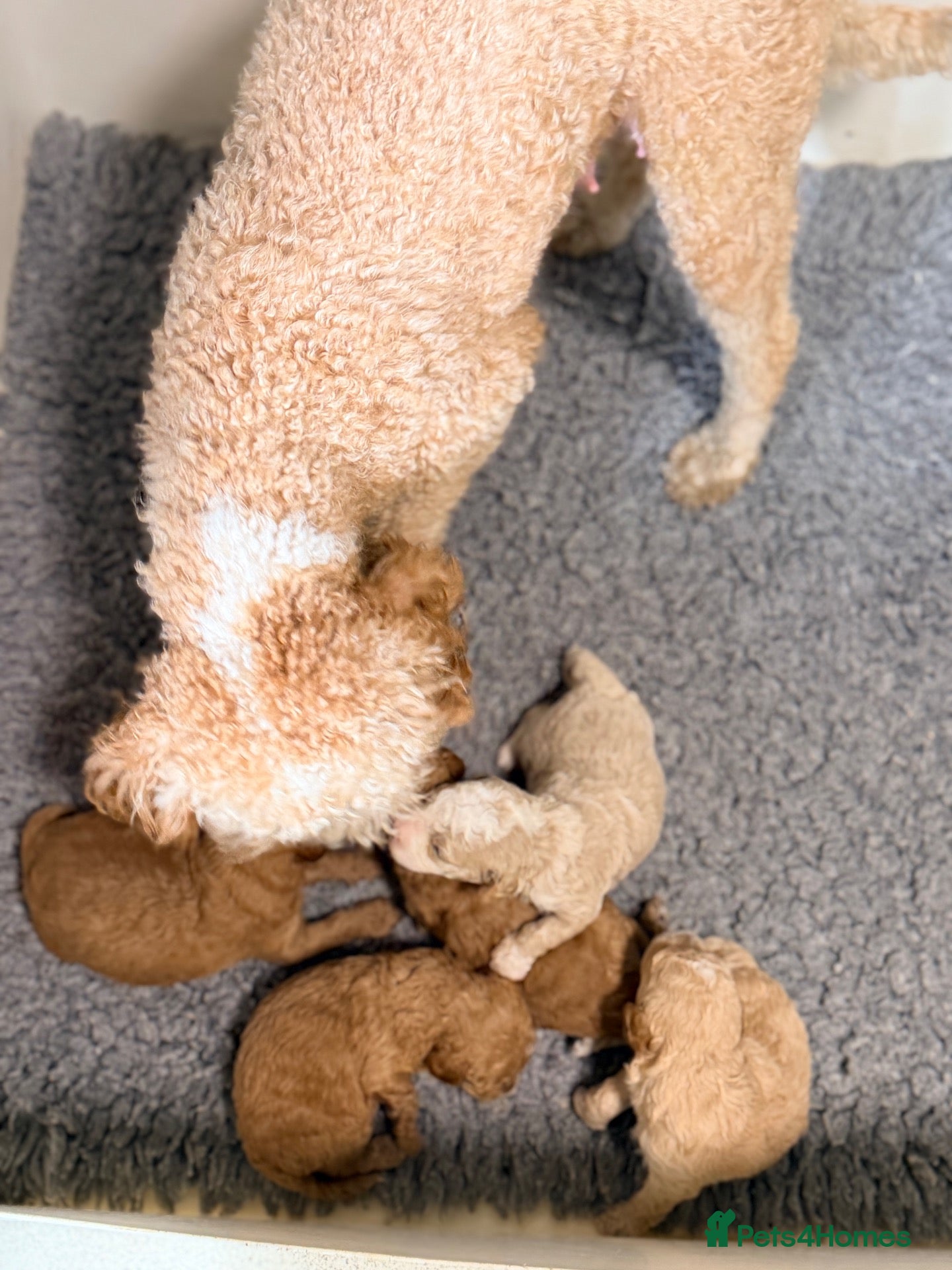 Cavapoochon dogs Cavapoochon puppies - Advert 2