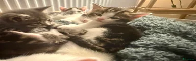 Nicknamed “Spot”