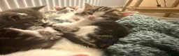 Mixed Breed cats for sale: Beautiful Female Kittens – Ready to Leave 19/06 in Holt - Advert 17