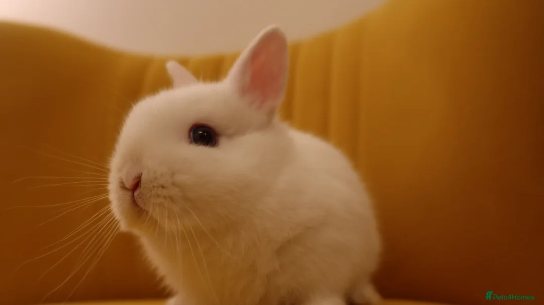 Netherland Dwarf rabbits for sale: Netherland Dwarf BEW Rabbit  - Advert 3