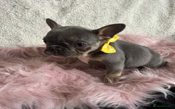 French Bulldog dogs for sale: KC Reg lilac & tan velvet French Bulldog - Image 8