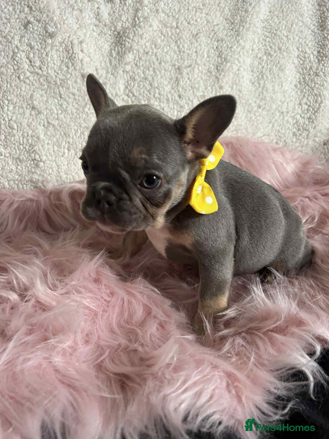 French Bulldog dogs for sale: KC Reg lilac & tan velvet French Bulldog - Image 8