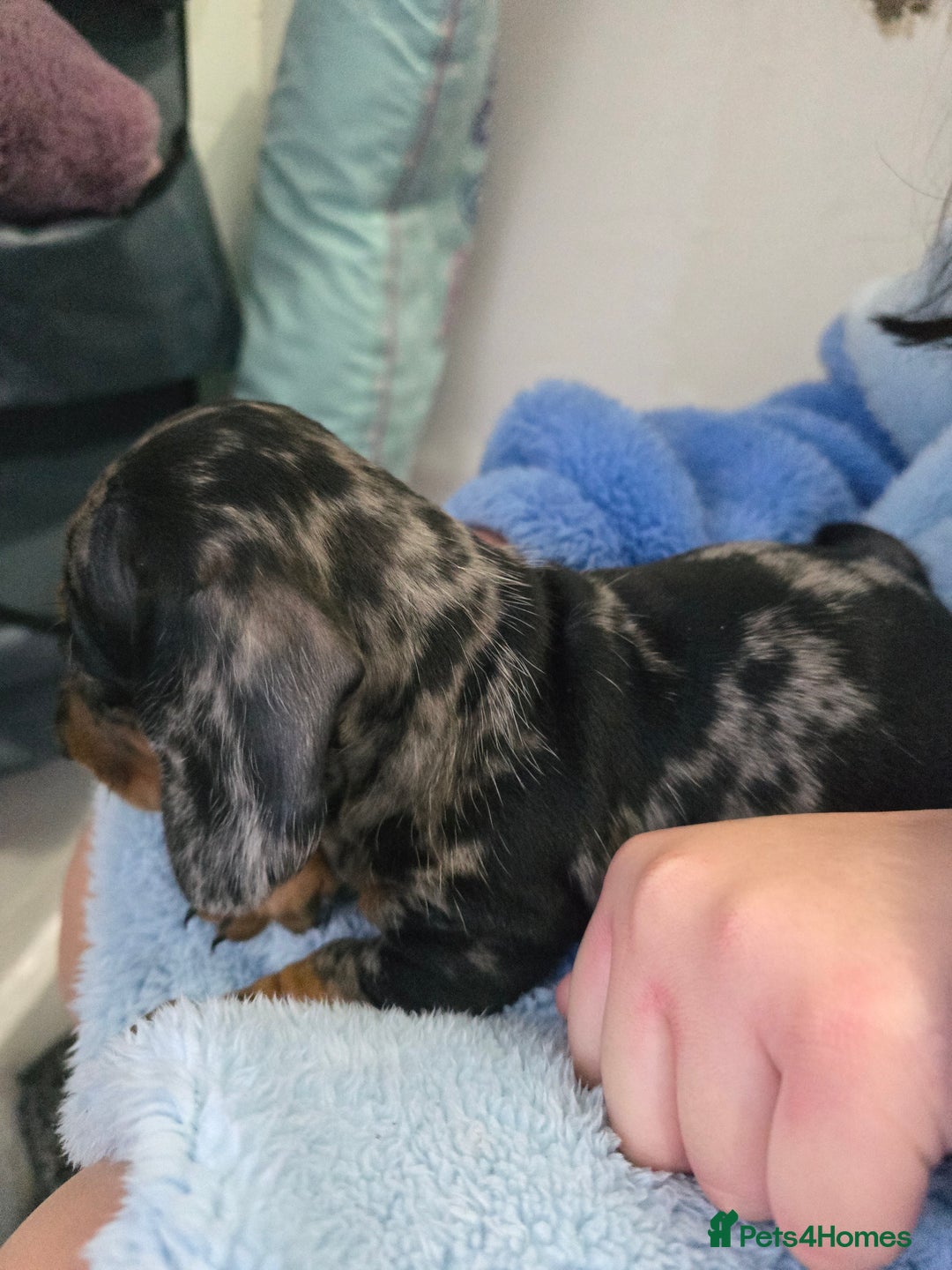 Dachshund dogs for sale: 6 mini daschunds looking for new home - Advert 7