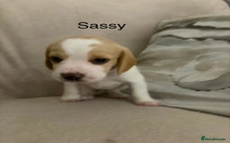 Beagle dogs for sale: Adorable Puppies - Advert 9