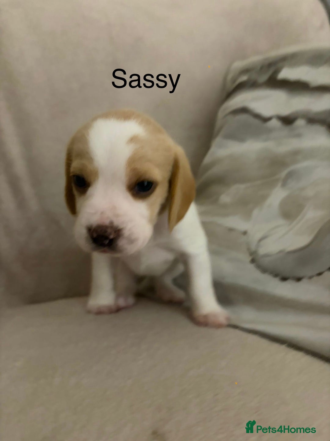 Beagle dogs for sale: Adorable Puppies - Advert 9