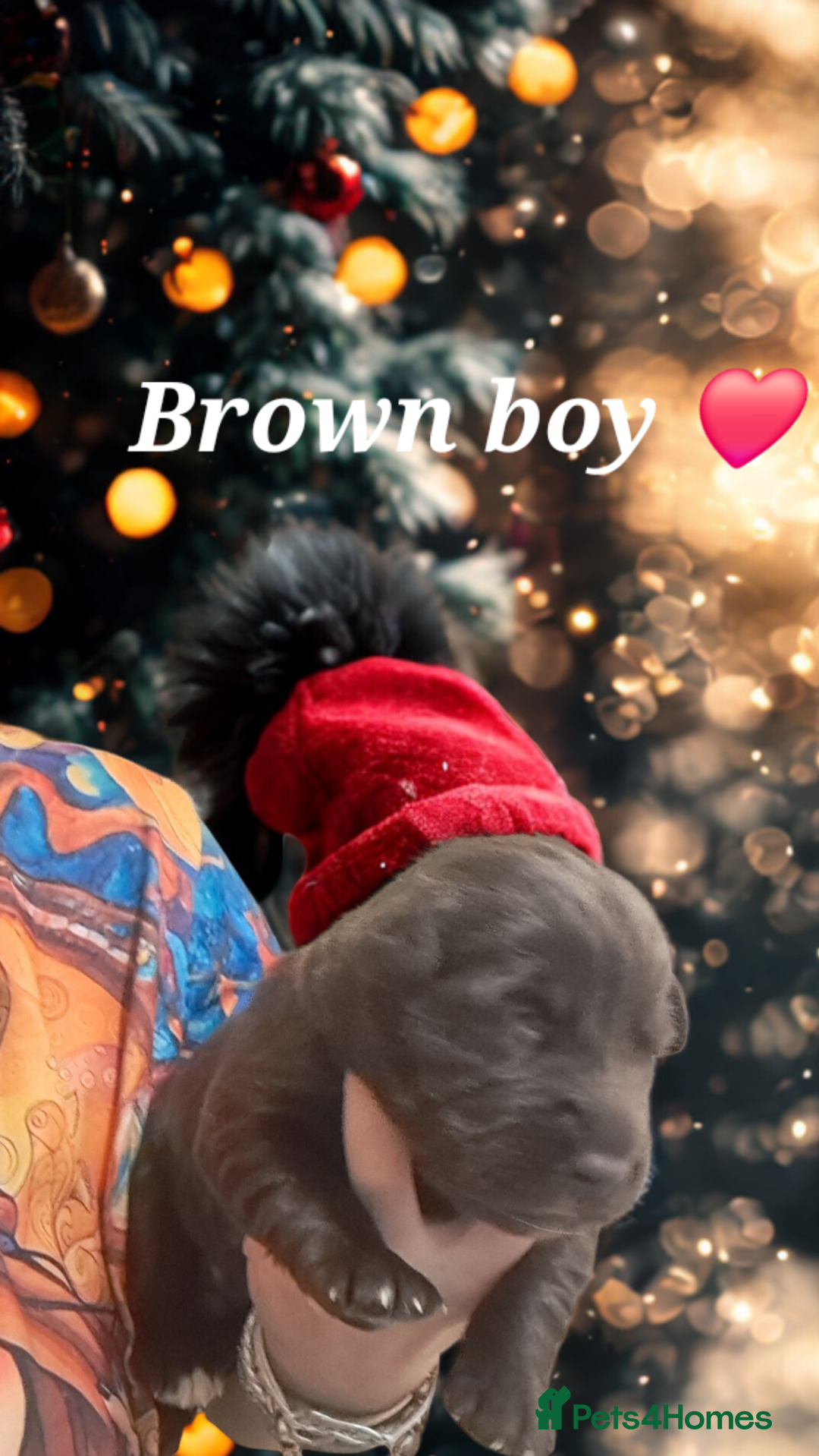 Mixed Breed dogs for sale: Malamute / Labrador pups  - Advert 7