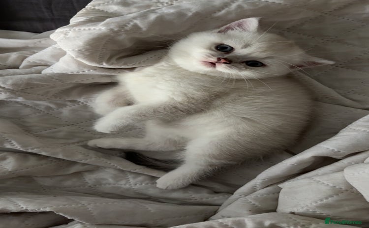 Scottish Fold cats - Advert 13
