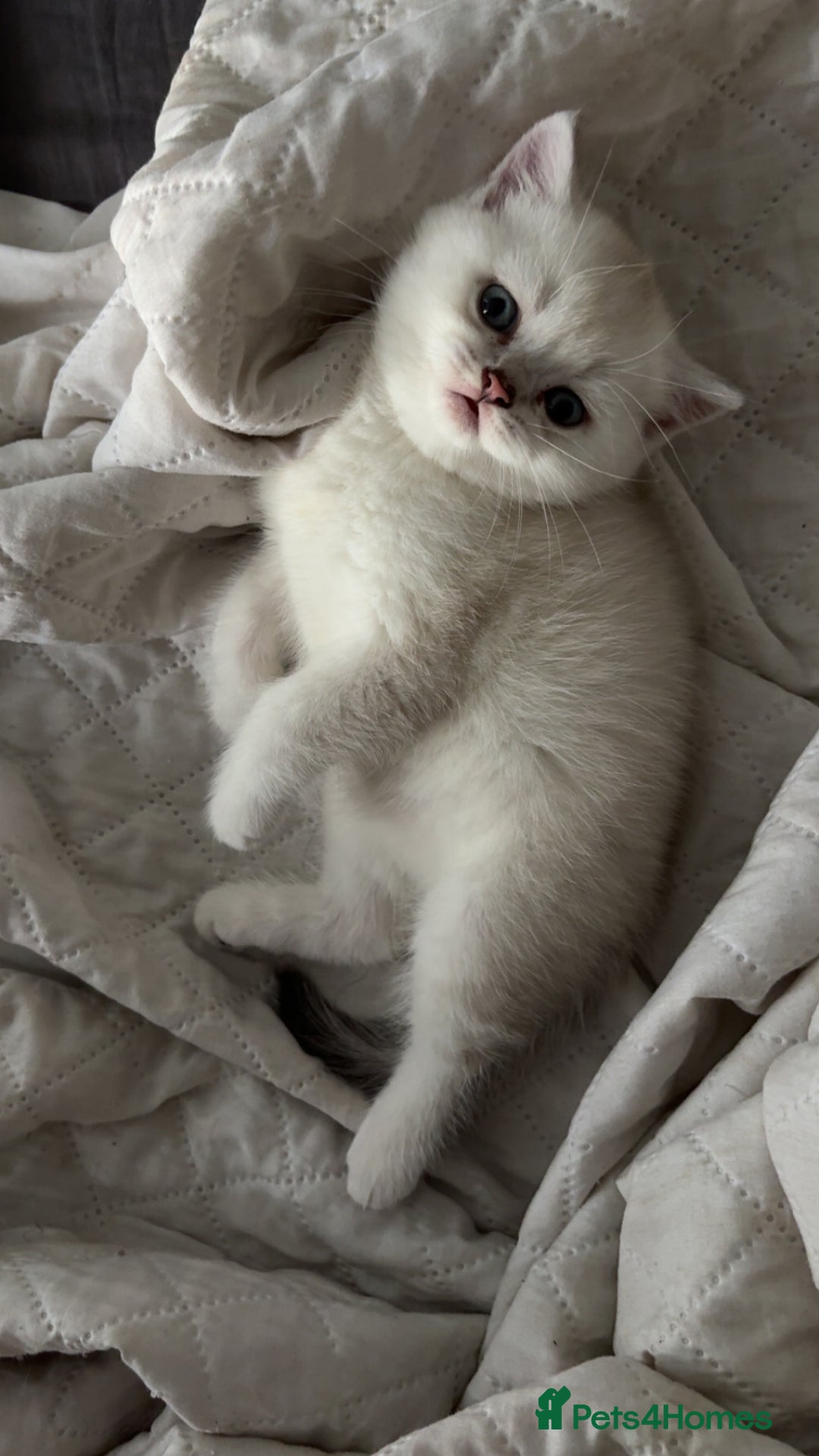 Scottish Fold cats for sale: Scottish Straight  - Image 1