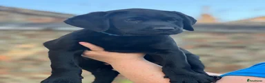 Black Labrador Retriever ready for collection