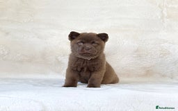 Siberian Husky dogs for sale: Stunning exotic colour chowsky puppies for sale - Image 25