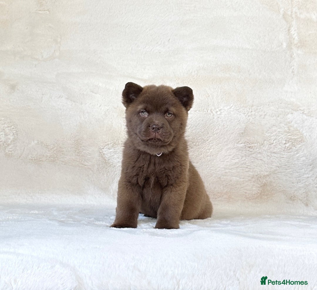Siberian Husky dogs for sale: Stunning exotic colour chowsky puppies for sale - Image 25