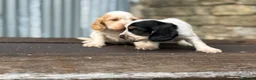 Cocker Spaniel dogs for sale: Stunning health tests show cockers  - Advert 12