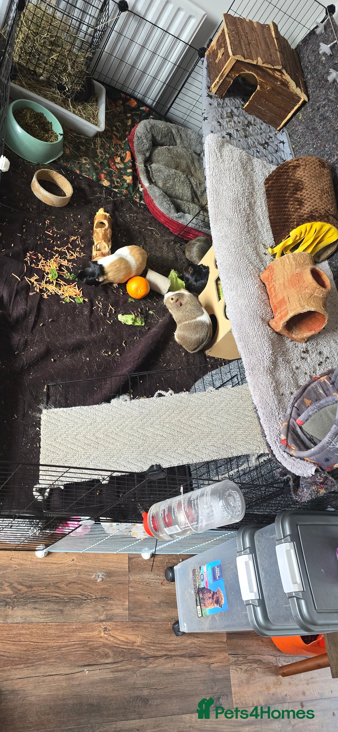 Guinea Pig rodents for sale: Full indoor set up and 6 pigs  - Advert 2