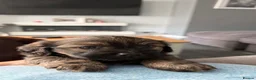 Mixed Breed dogs for sale: Schweenie puppy left looking for her forever home in Neath - Advert 6