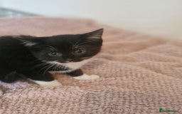 Mixed Breed cats for sale: Beautiful kittens - Image 11
