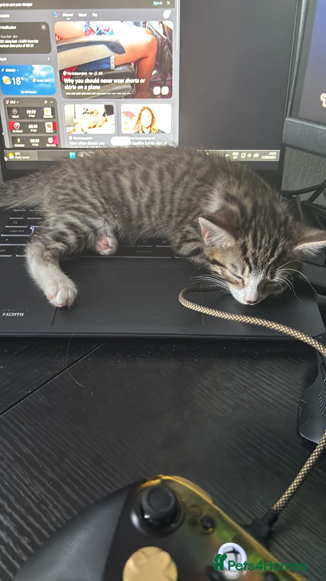 Mixed Breed cats for sale: Bengal cross 9 week old male  - Advert 2
