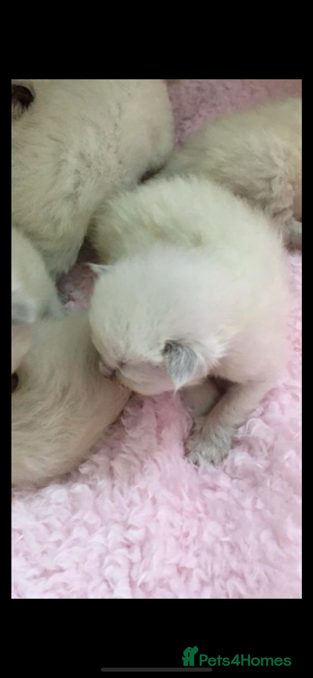 Ragdoll cats for sale: 🦋 WAITING LIST NOW OPEN 🦋 - Image 4