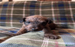 Irish Terrier dogs for sale: Male Irish Terrier Puppies - Image 6