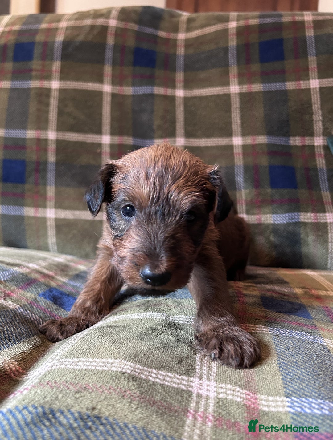 Irish Terrier dogs for sale: Male Irish Terrier Puppies - Image 6