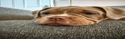 Olde English Bulldogge dogs for sale: Olde English Bulldogge, Tri Colours £1700-£2000 - Advert 6