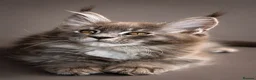Maine Coon cats for sale: Registered Maine Coon Kittens.  - Advert 5
