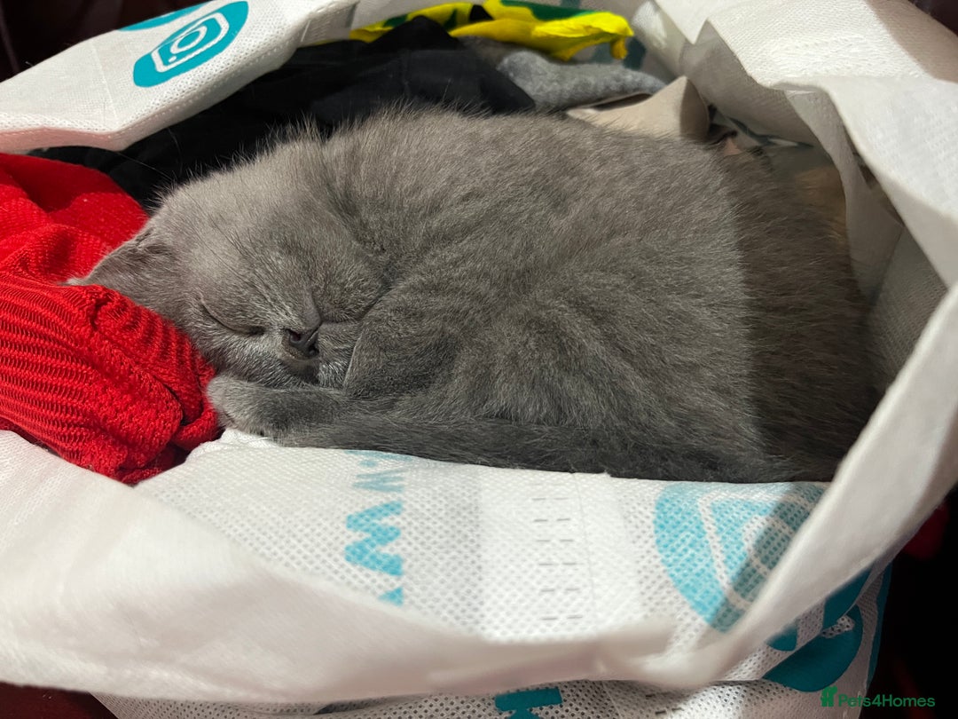 British Shorthair cats for sale: Blue girl looking for new home  - Advert 2