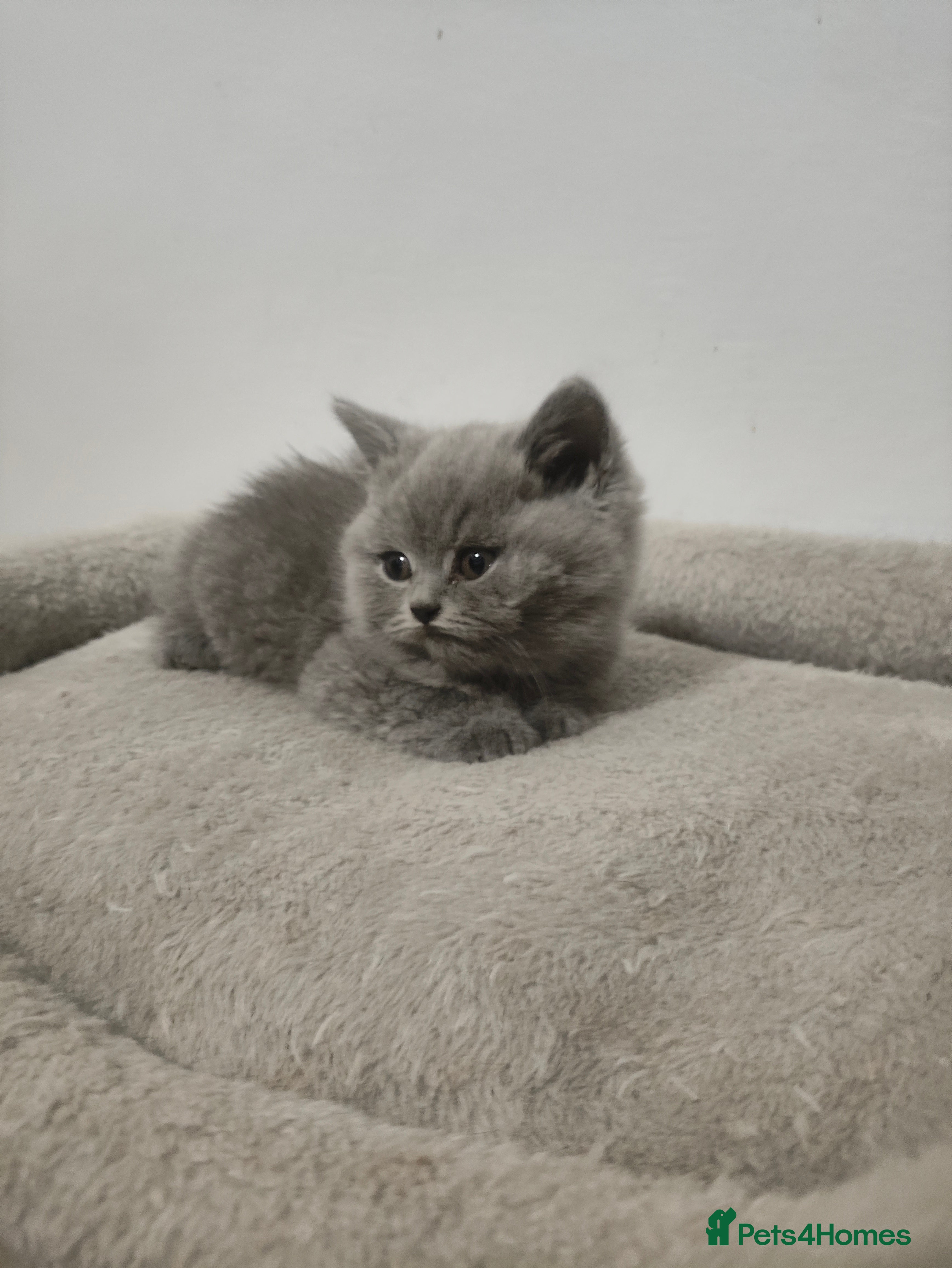 British Shorthair cats British Shorthair kittens  - Advert 8