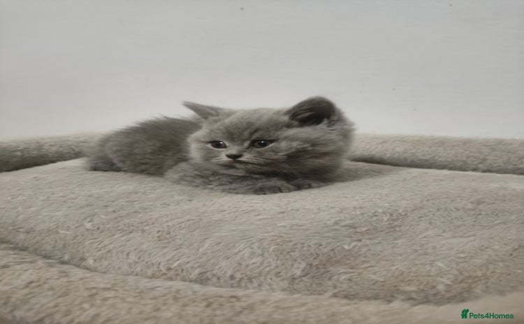 British Shorthair cats British Shorthair kittens  - Advert 2