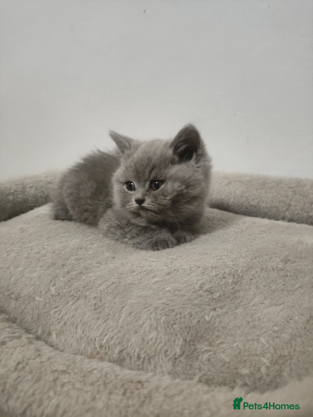 British Shorthair cats for sale: British Shorthair kittens  - Advert 1