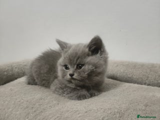 British Shorthair cats British Shorthair kittens - Advert 4