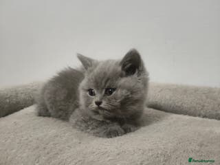 British Shorthair cats British Shorthair kittens - Advert 8
