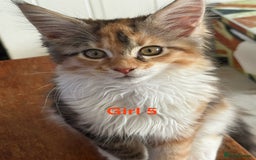 Maine Coon cats for sale: Beautiful Mainecoon Kittens x5 - Image 3