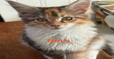 Maine Coon cats - Advert 9