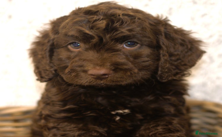 Cockapoo dogs - Advert 4