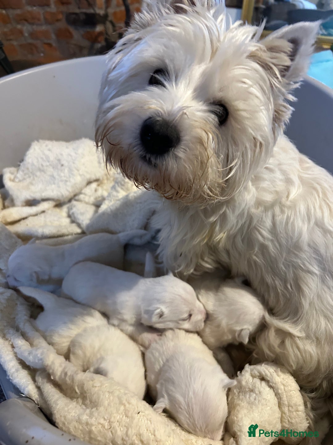 West Highland Terrier dogs for sale: BEAUTIFUL KC WESTIE PUPPIES - Advert 3