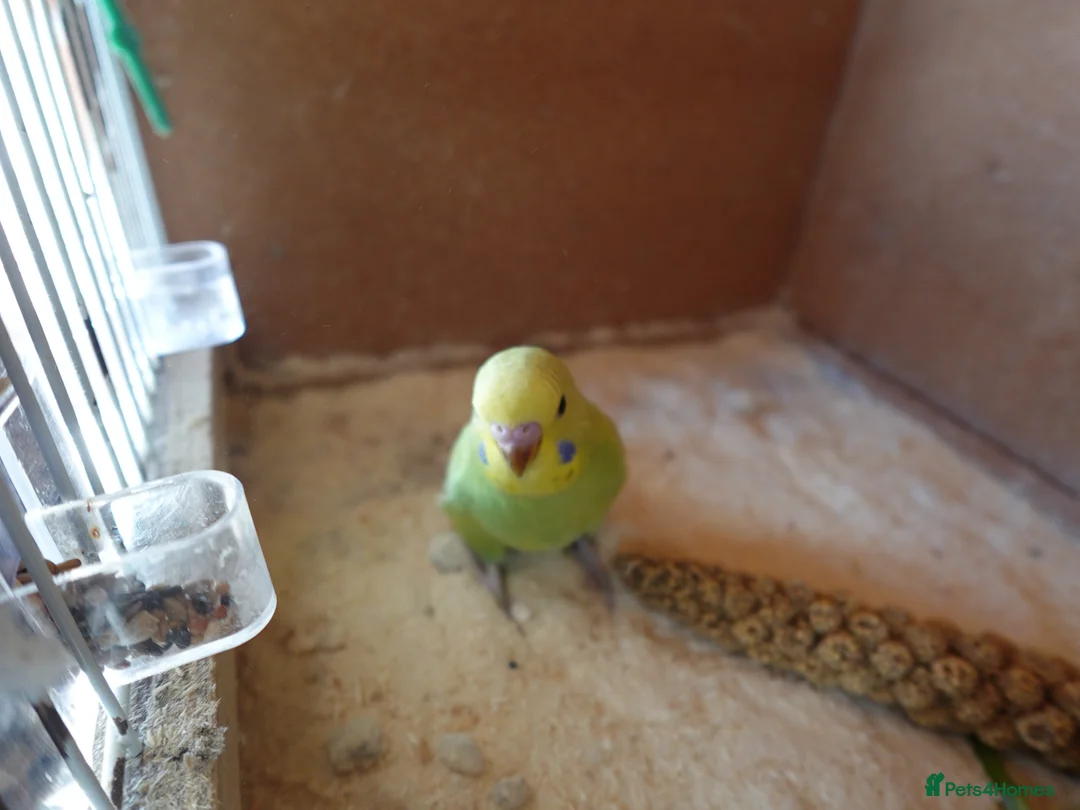 Budgerigars birds for sale: Baby Budgies For Sale. Born In April - Advert 2