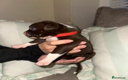 Mixed Breed dogs for sale: Olde English Bulldogge/Staffy bull Collie mix - Image 25