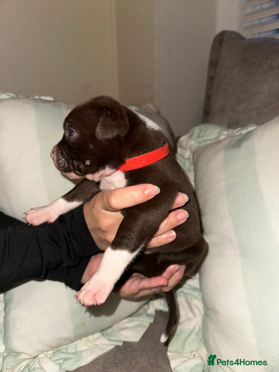 Mixed Breed dogs for sale: Olde English Bulldogge/Staffy bull Collie mix - Image 25