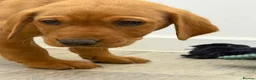 Labrador Retriever dogs for sale: Labrador puppies from a loving family home. - Advert 38