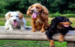 Cocker Spaniel dogs for sale: W/CS puppies - Image 5
