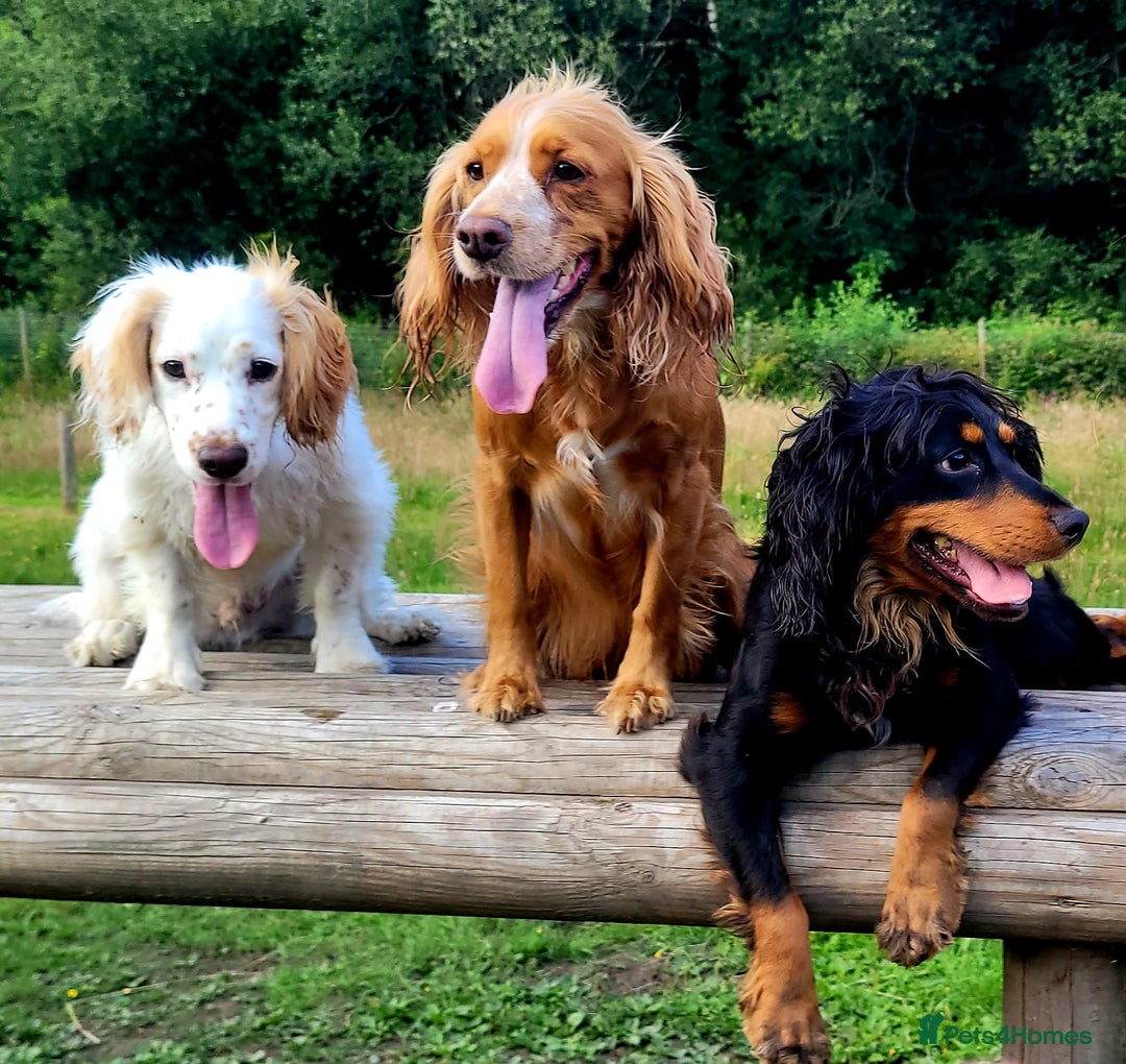 Cocker Spaniel dogs for sale: W/CS puppies - Image 5